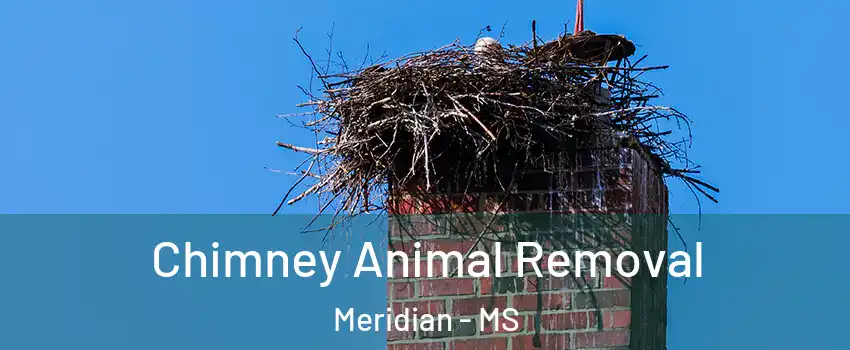 Chimney Animal Removal Meridian - MS